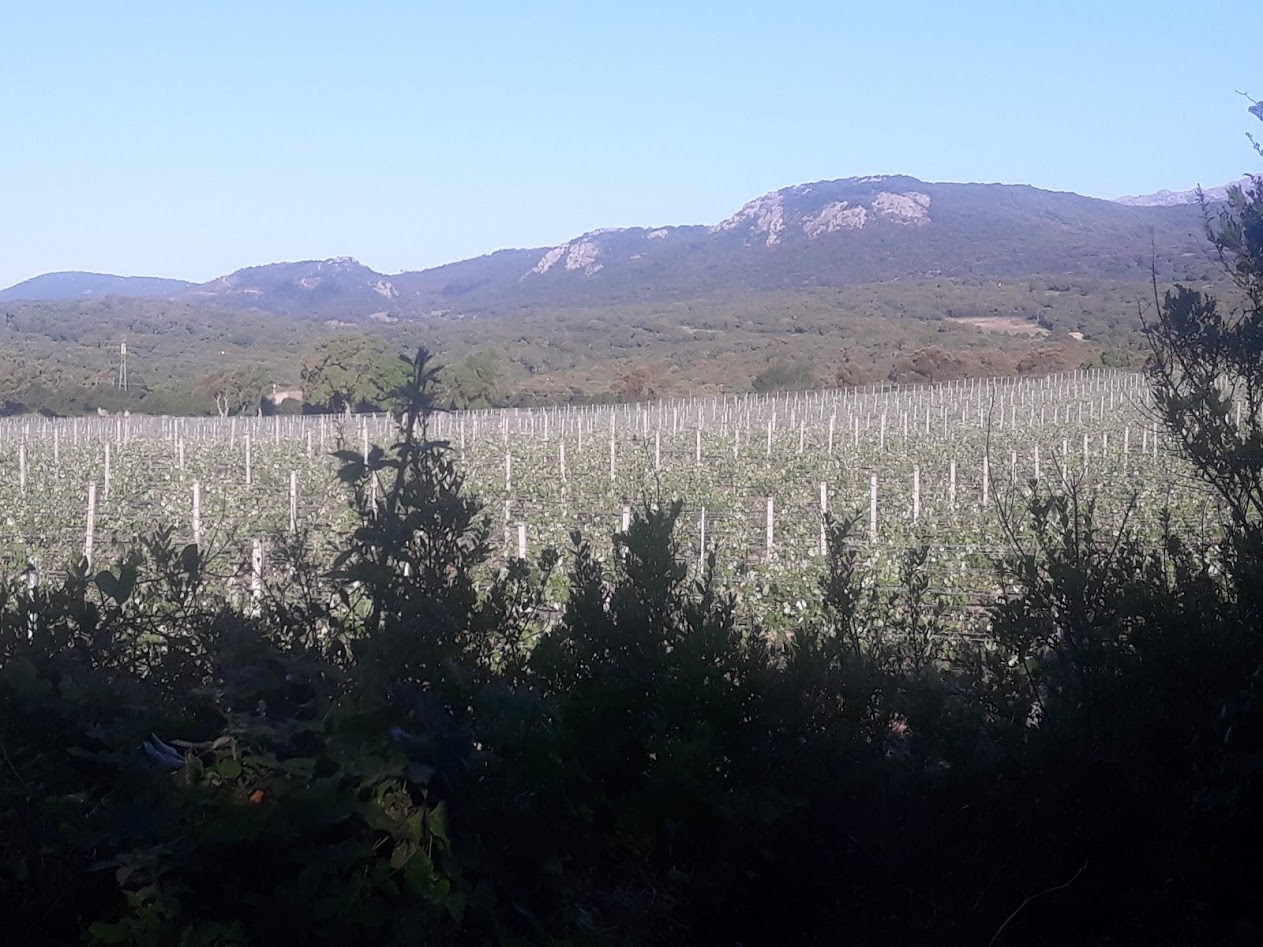 Sarà buono il vino di Monti?